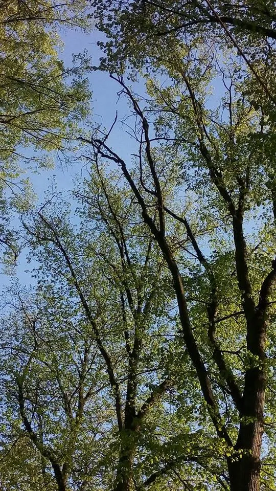 У міському парку Івано-Франківська на жінку впала гілка із дерева, жінку госпіталізовано — фото 2